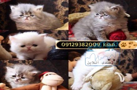 فروش بچه گربه پرشین اصیل و اشرافی 