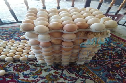 فروش تخمه نطفه دار بوقلمون و غاز