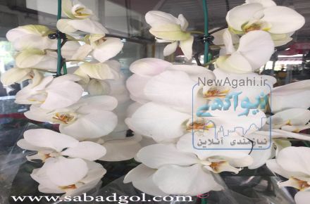 انواع گل شاخه بریده ایرانی و ارجی به قیمت گلخانه تحویل درب منزل و محل کار  ارسال رایگان