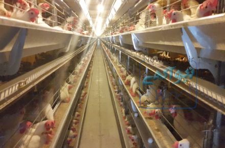 قفسهای تمام اتوماتیک پرورش مرغ تخم گذار -گوشتی وپولت