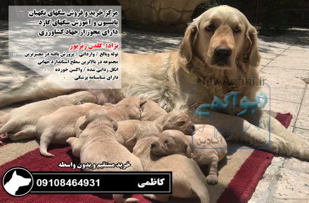  فروش سگ گلدن رتریور اصیل توله و بالغ 09108464931