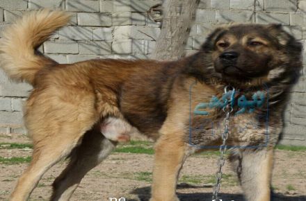سگ قفقازی ماده  2 ساله 