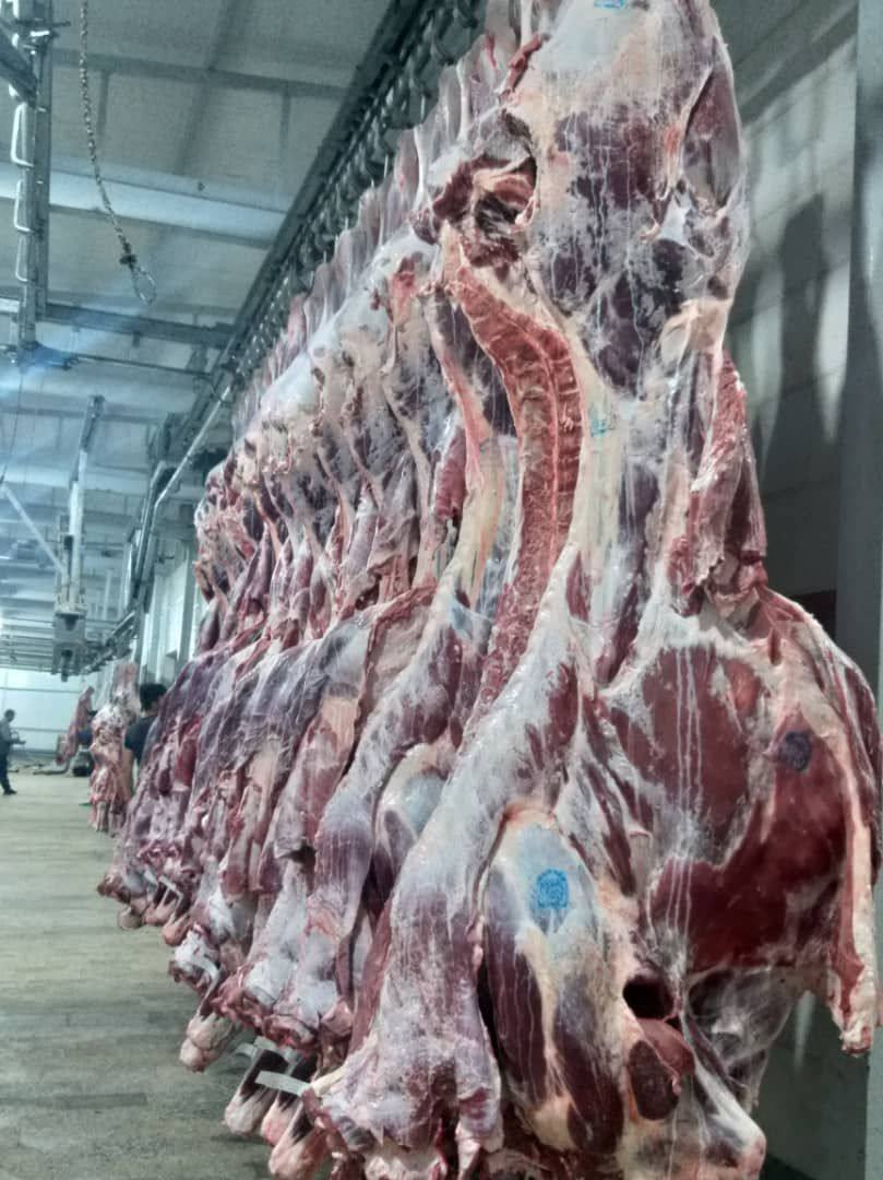 گوشت گوساله و گوسفندی کشتار روز