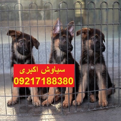 مرکز پرورش سگ ژرمن شپرد ورک لاین