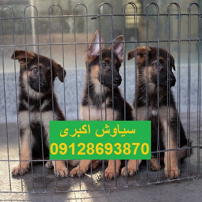 مرکز پخش سگ ژرمن شپرد ورک لاین