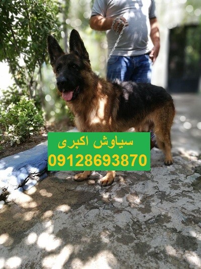 خرید سگ ژرمن شپرد ورک لاین ارزان