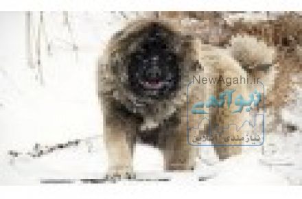 فروش سگهای قفقازی در کلاسهای مختلف