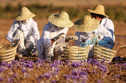 زعفران خوشرنگ قاينات صددرصدخالص وطبيعي