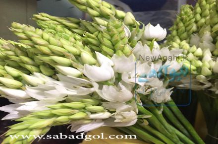 گل فروشی اینترنتی سبد گل آماده ارایه انواع گلهای شاخه بریده ایرانی و خارجی درب منزل و محل کار بصورت رایگان