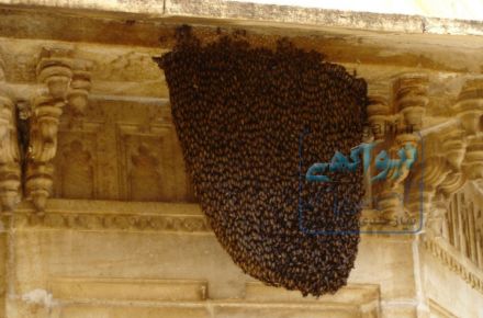 عسل طبیعی جنوب
