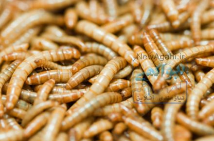 لارو حشرات خوراکی برای آبزیان و طیور