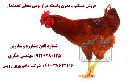 -	فروش مستقیم و بدون واسطه جوجه یک روزه و نیمچه مرغ بومی محلی تخمگذار