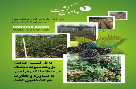 مجری و مشاور احداث باغ تمشک در گیلان و غرب مازندران