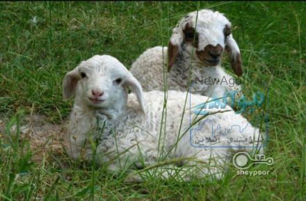 فروش گوسفند زنده به همراه قصاب 