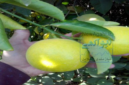 فروش عمده لیمو شیرین استان فارس