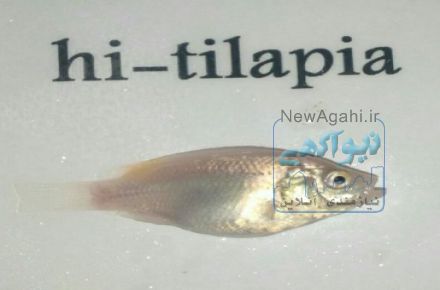 فروش بچه ماهی تیلاپیا