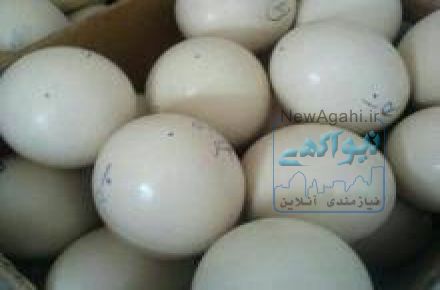 فروش تخم نطفه دار شتر مرغ به قیمت پایین
