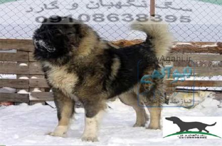 فروش سگ قفقازی به قیمت توافقی