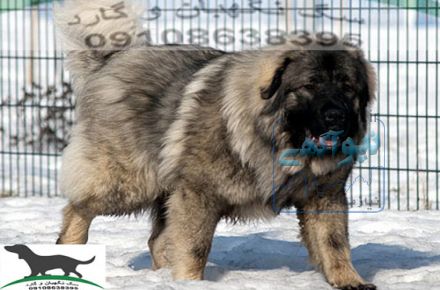 فروش سگ قفقازی به قیمت توافقی