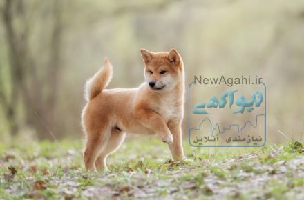 فروش توله سگ آکیتای ژاپنی و امریکن