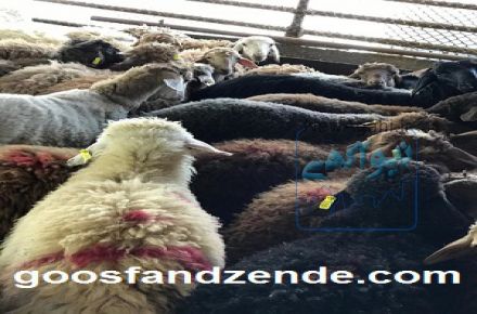 گوسفند زنده به قیمت روز 
