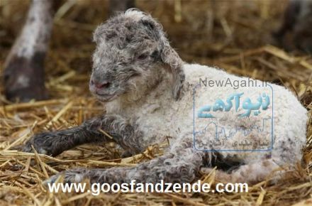 خرید گوسفند زنده با قیمت مناسب 