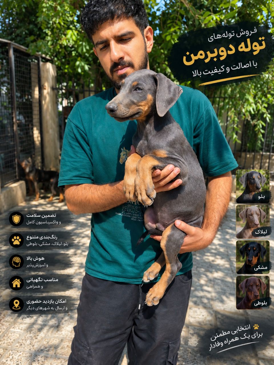 فروش تخصصی توله دوبرمن اصیل در رنگ بندی مختلف