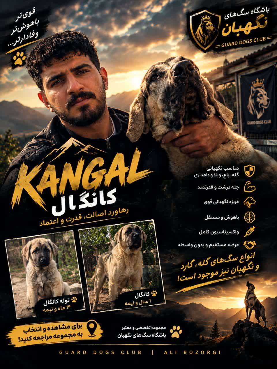 فروش سگ نگهبان کانگال اصیل